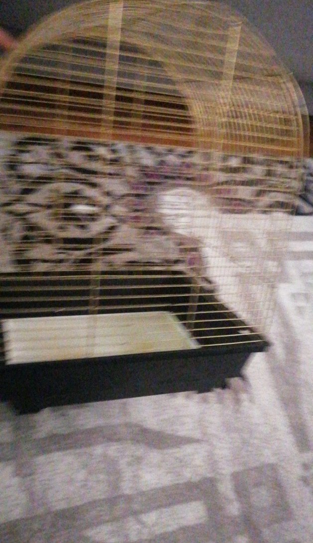 Parlak Altın Renkli Kuş Kafesi - Görsel 3