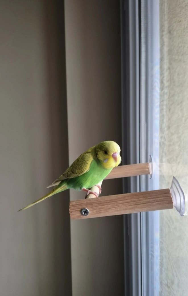 Cam Tüneği Vantuzlu - Görsel 2