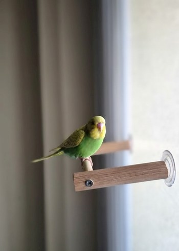 Muhabbet Kuşu Vantuzlu Cam Tuneği - Görsel 2