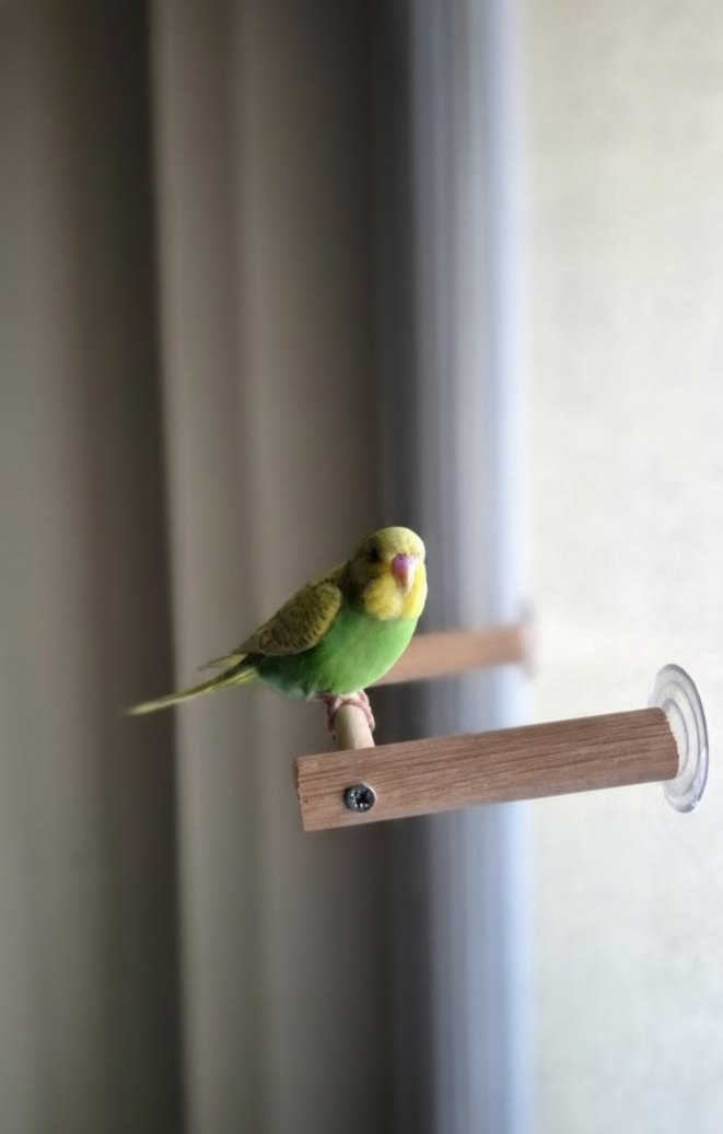 Muhabbet Kuşu Vantuzlu Cam Tuneği - Görsel 2