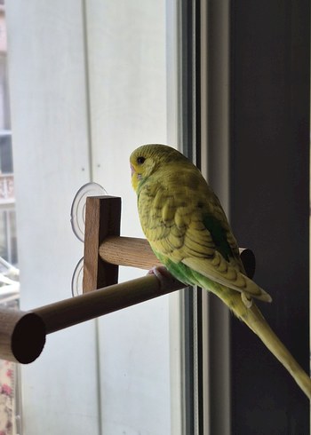 Vantuzlu Cam Tüneği - Görsel 2