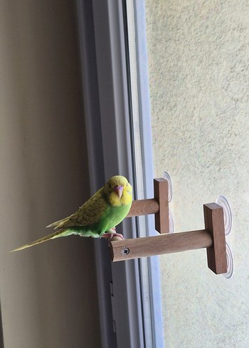 Vantuzlu Cam Tüneği - Görsel 3