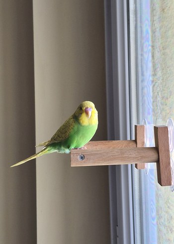 Vantuzlu Cam Tüneği - Görsel 4