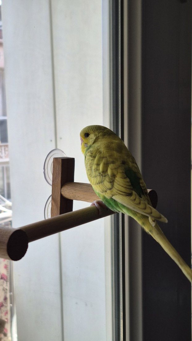 Vantuzlu Cam Tüneği - Görsel 2