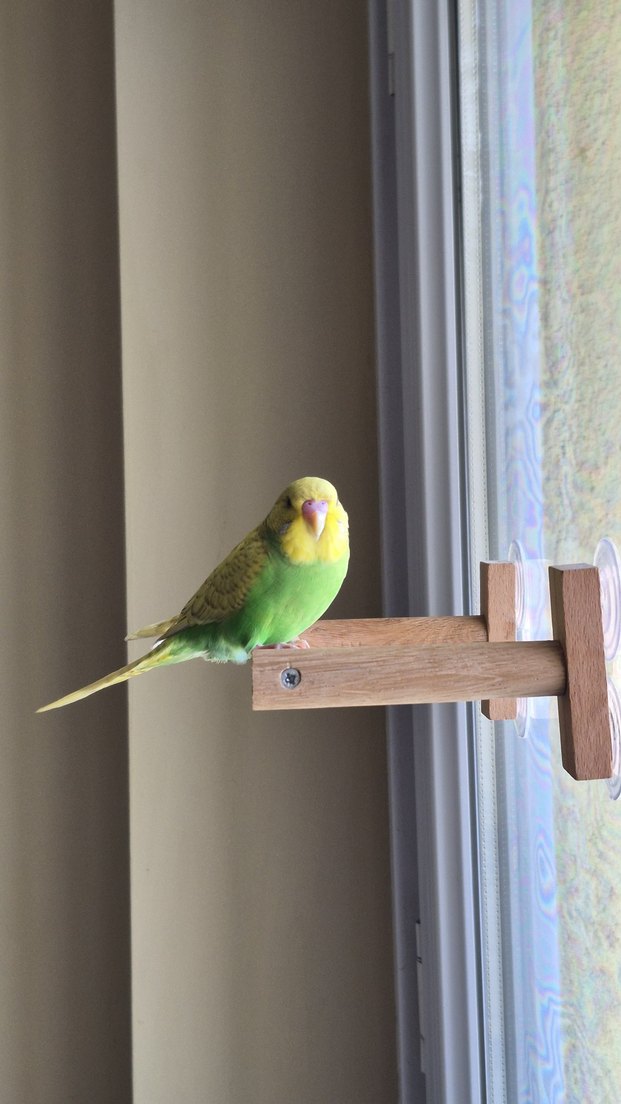 Vantuzlu Cam Tüneği - Görsel 4