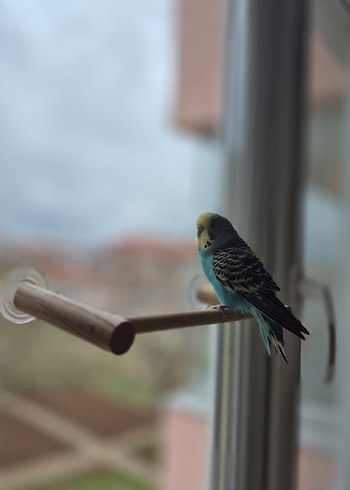 Vantuzlu Cam Tüneği - Görsel 5