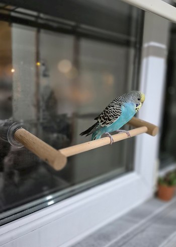 Vantuzlu Cam Tüneği - Görsel 2