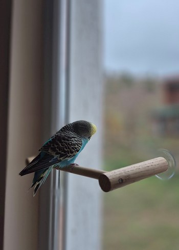 Vantuzlu Cam Tüneği - Görsel 4