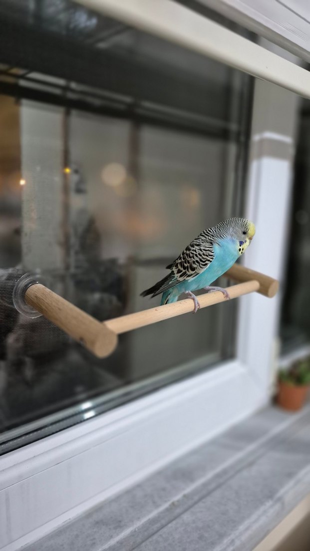 Vantuzlu Cam Tüneği - Görsel 2