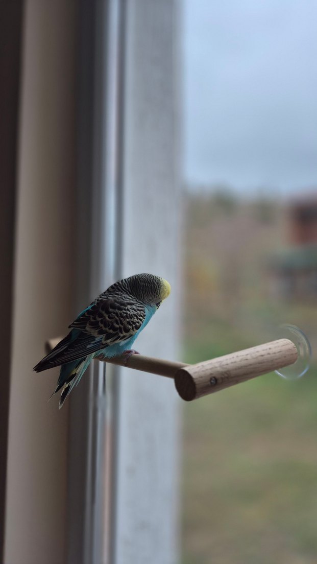 Vantuzlu Cam Tüneği - Görsel 4