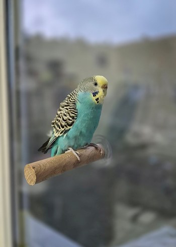 Vantuzlu Cam Tüneği - Görsel 8