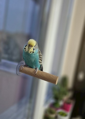 Vantuzlu Cam Tüneği - Görsel 4