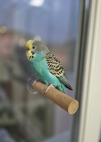 Vantuzlu Cam Tüneği - Görsel 3