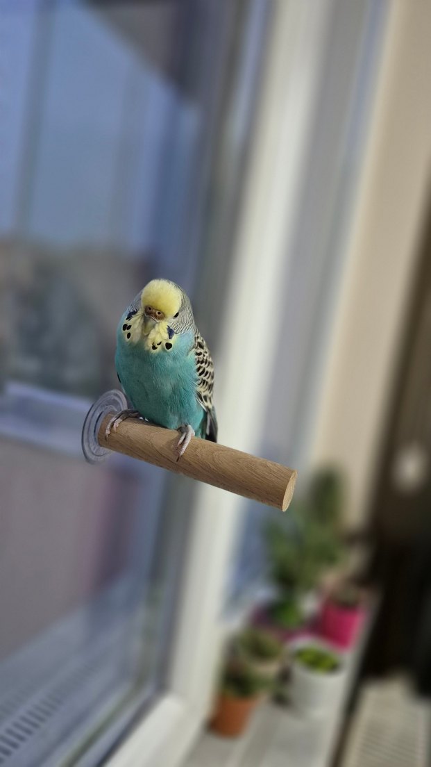 Vantuzlu Cam Tüneği - Görsel 4