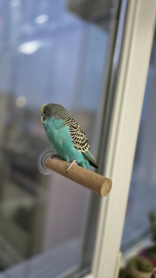 Vantuzlu Cam Tüneği - Görsel 2