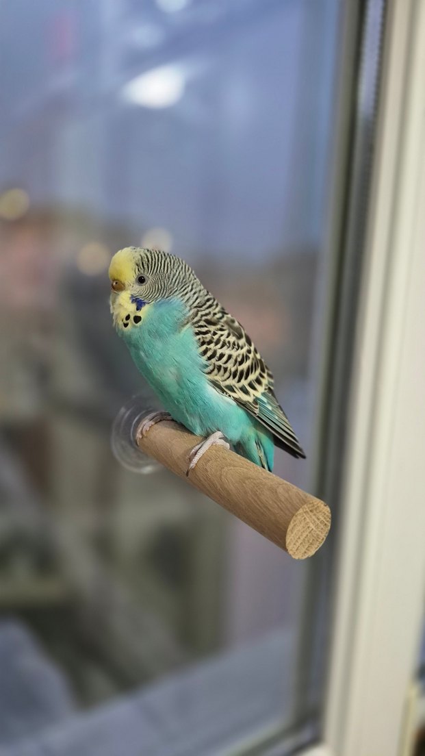 Vantuzlu Cam Tüneği - Görsel 3