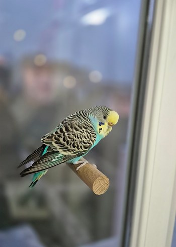 Vantuzlu Cam Tüneği - Görsel 8