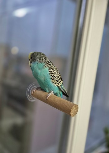 Vantuzlu Cam Tüneği - Görsel 3