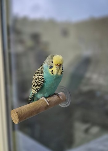 Vantuzlu Cam Tüneği - Görsel 7