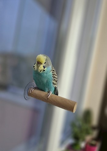 Vantuzlu Cam Tüneği - Görsel 4