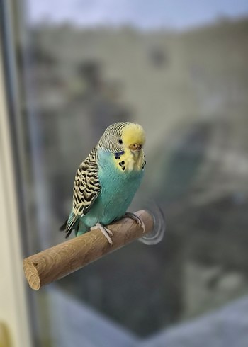 Vantuzlu Cam Tüneği - Görsel 6