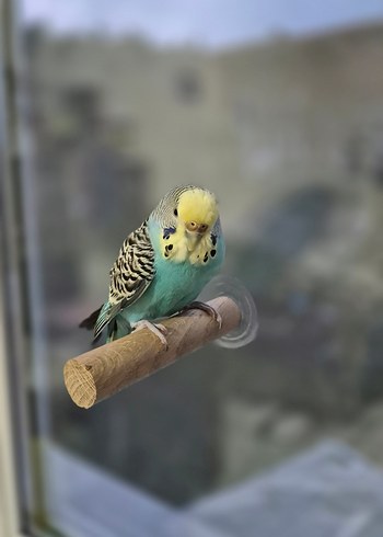 Vantuzlu Cam Tüneği - Görsel 9