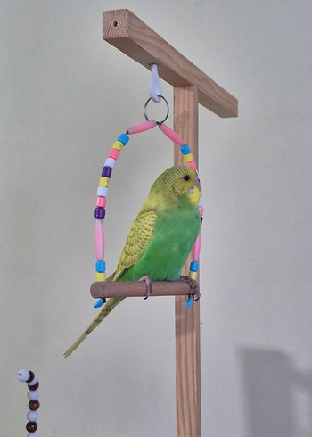 Muhabbet Kuşu Oyun Alanı - Görsel 4