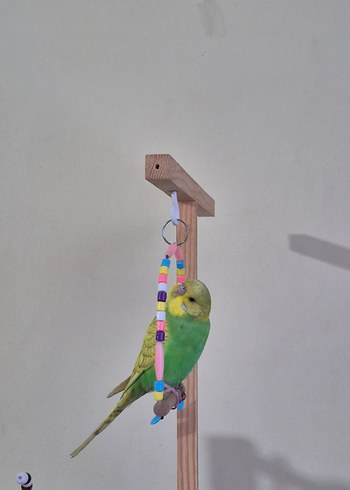 Muhabbet Kuşu Oyun Alanı - Görsel 5