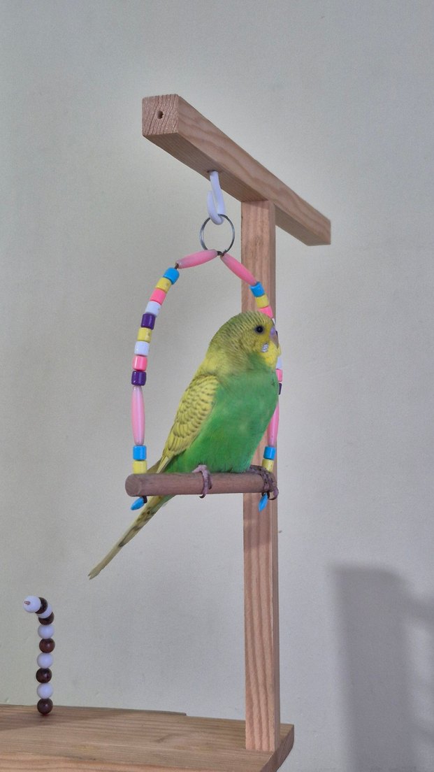 Muhabbet Kuşu Oyun Alanı - Görsel 4