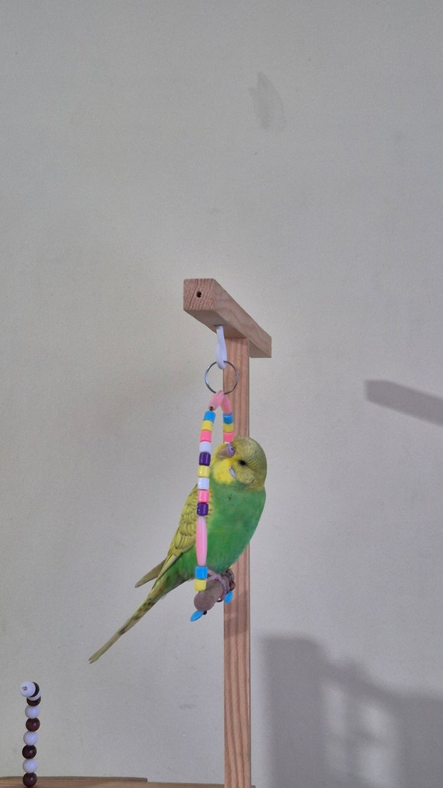 Muhabbet Kuşu Oyun Alanı - Görsel 5