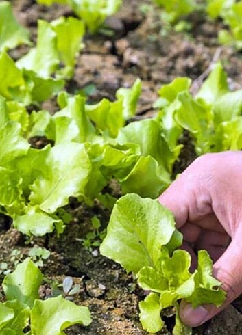  Beden Kırmızı ve yeşil marul tohumu