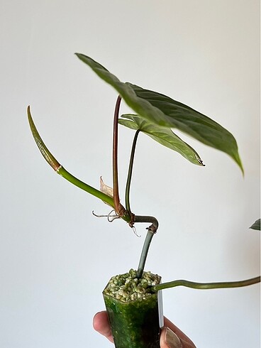Beden Philodendron Majestic