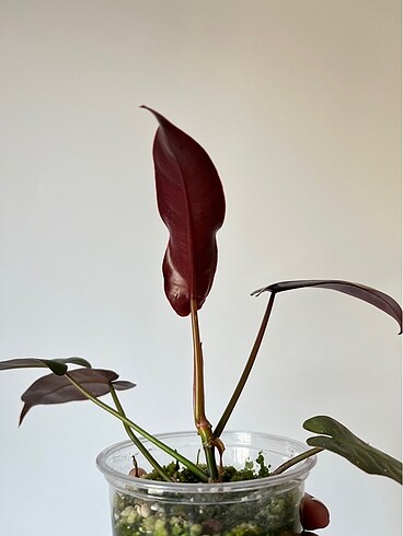 Diğer Philodendron Atabapoense