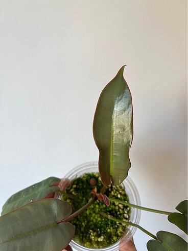 Beden Philodendron Atabapoense
