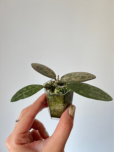 Diğer Hoya Elliptica