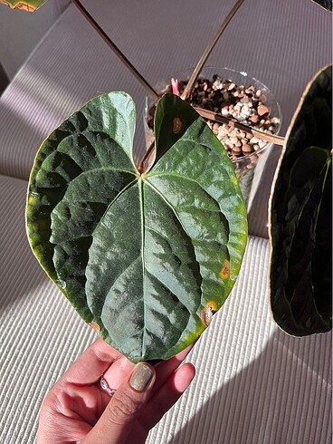 Diğer Anthurium Basseae x Luxurians