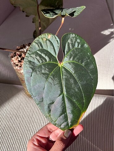 Beden Anthurium Basseae x Luxurians