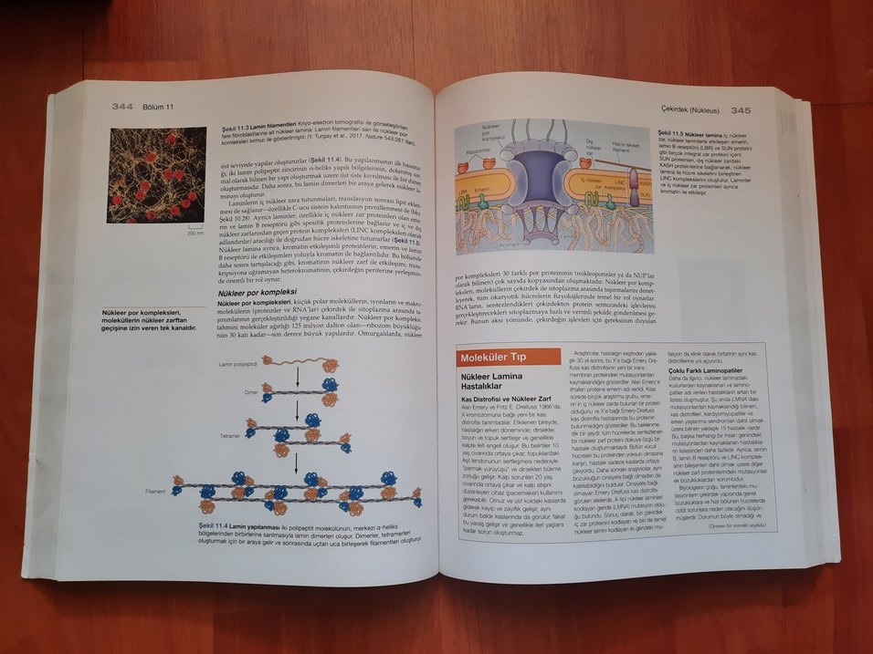 Hücre Moleküler Yaklaşım Sağlık Kitabı - Görsel 4