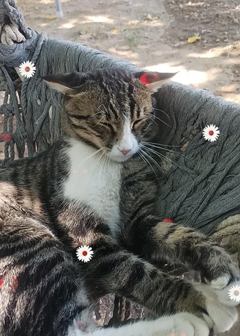  kedi çizgili
