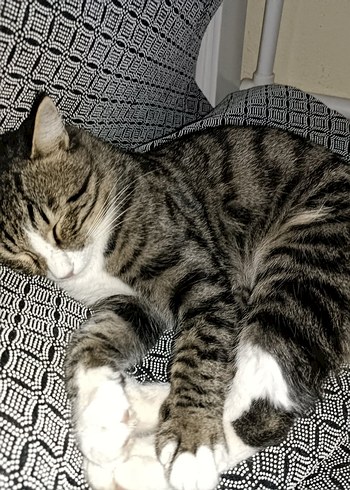 kedi çizgili