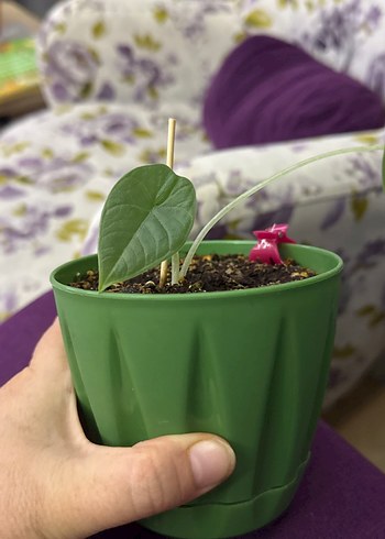Çiçek Alocasia Regal shilt