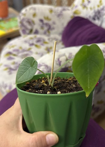 Alocasia Regal shilt