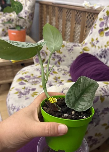  Beden Renk Scindapsus picdus