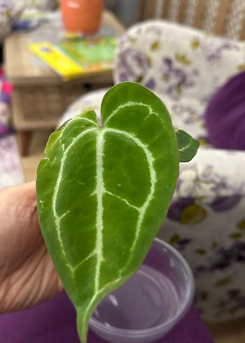 Çiçek anthurium crystallinum