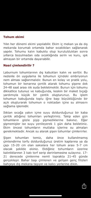  Beden Sarı salkım ağacı tohumu
