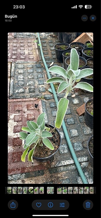 Diğer Phlomis fruticosa - kudüs adaçayı
