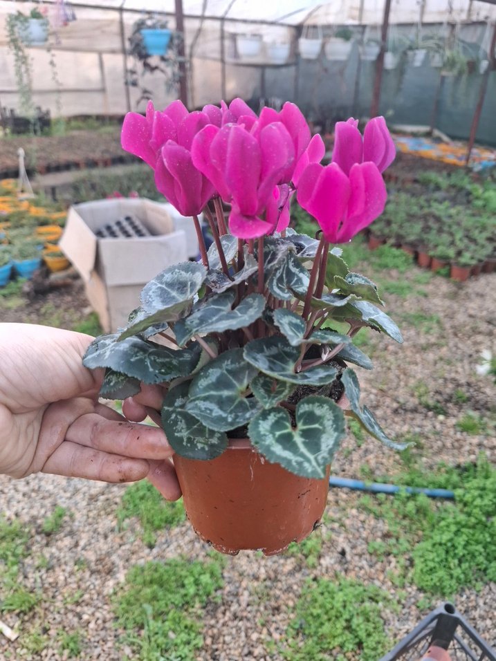 2 adet sıklemen mor beyaz - Görsel 5