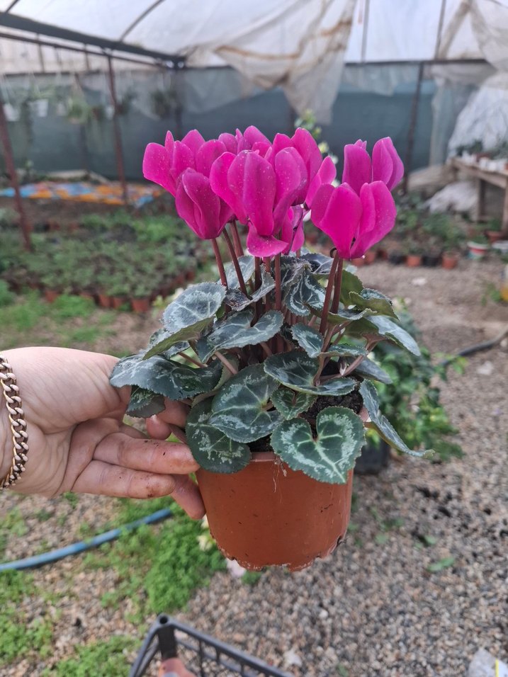 2 adet sıklemen mor beyaz - Görsel 3