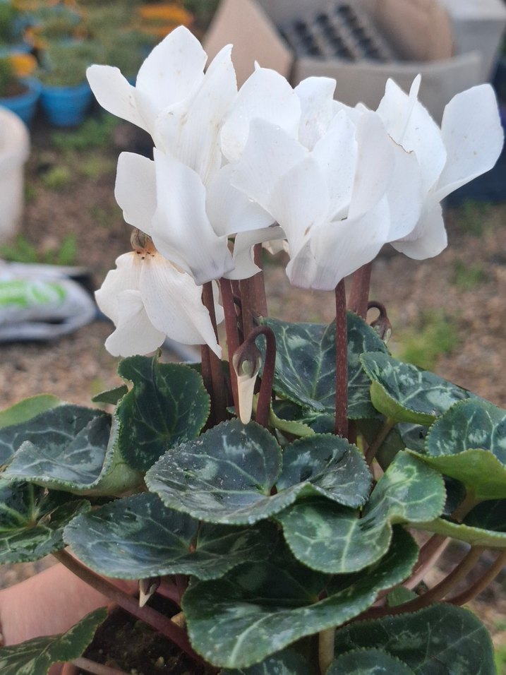 2 adet sıklemen mor beyaz - Görsel 4