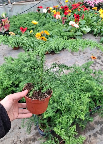 salon çamı - Görsel 4